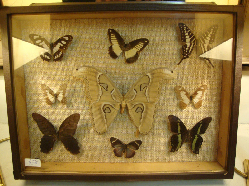 Butterflies box