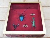 Glass insects box