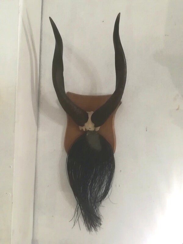 Massacre antelope trophy on aok coat of arms