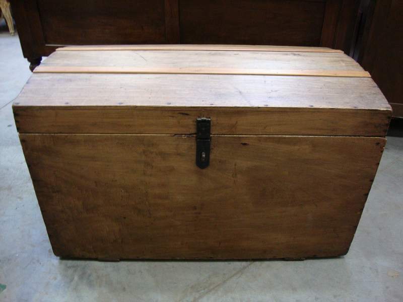 Pine trunk
