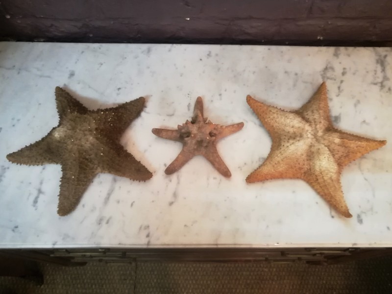 Set of 3 starfish