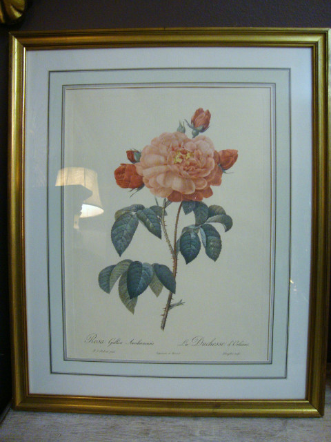 Set of 5 prints of different flowers