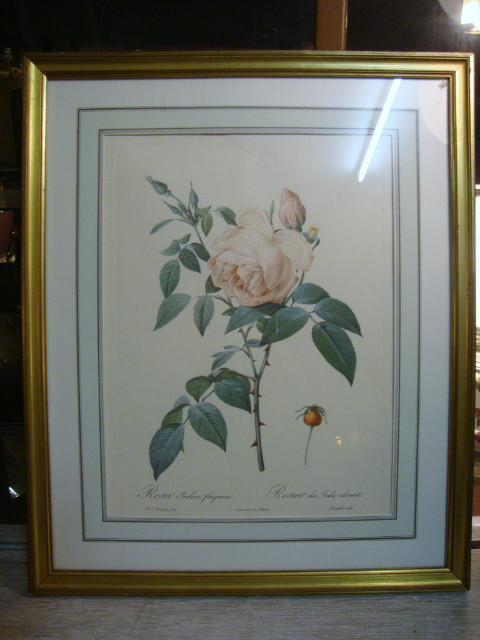 Set of 5 prints of different flowers