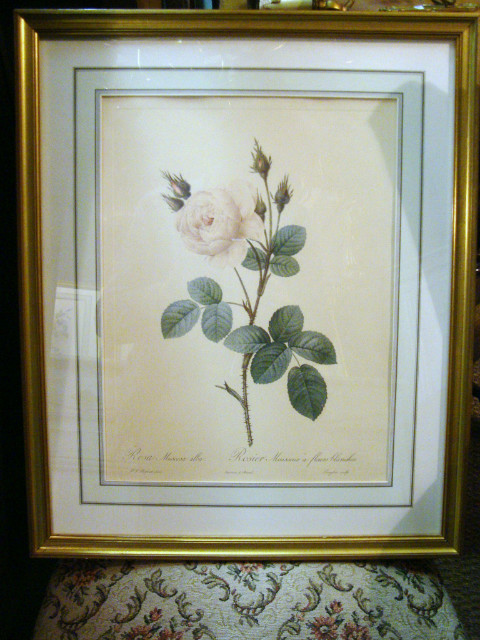 Set of 5 prints of different flowers